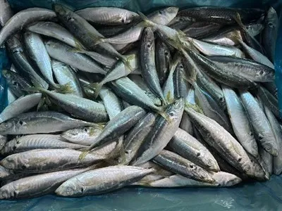 Tenggiri Kuda Bulat Seluruh