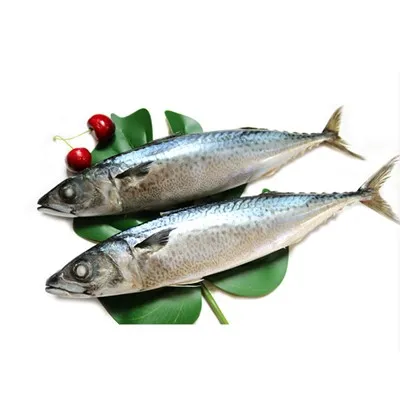 Bulat Seluruh Tenggiri Sepanyol